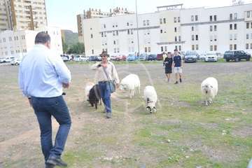 La feria de ganado, atractivo principal de la jornada matutina en Jinámar (Foto Antonio Alí y Francisco Javier Santana)